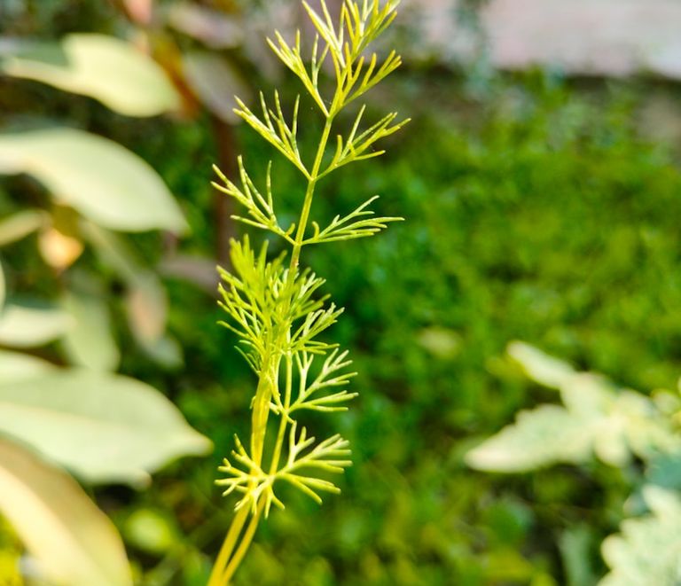 Custombuilt single storey extension